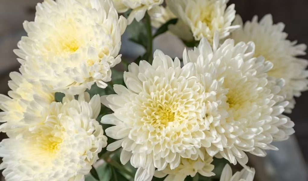 Floristería- Leganés