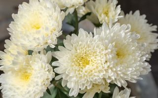Floristería- Leganés