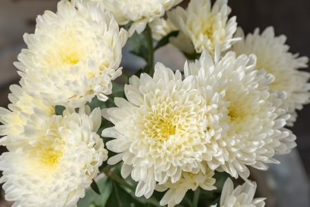 Floristería- Leganés